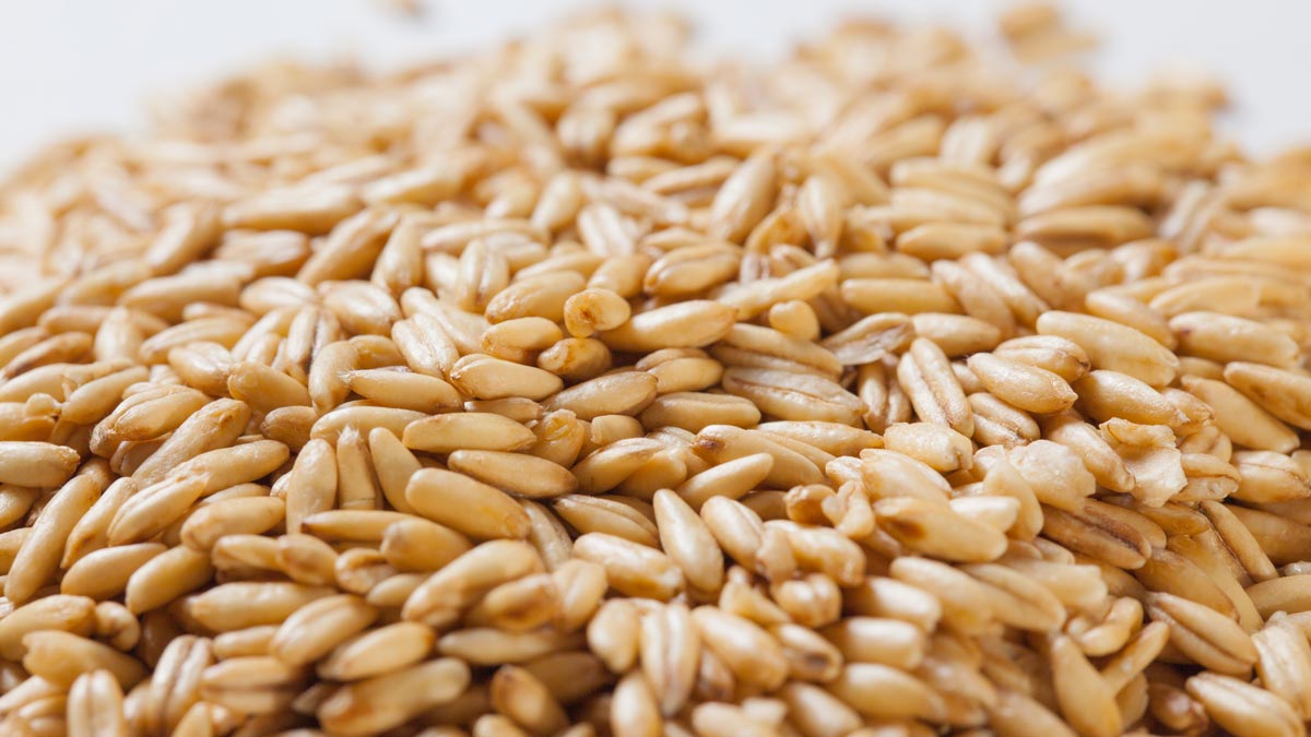 Grundlagen der Ernährung – Teil II: Kohlenhydrate – Freund oder Feind?